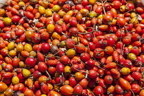 Uzbekistan, Samarkand, Rose hips for sale in an outdoor market. Rose hips for sale in an outdoor market, near Samarkand, Uzbekistan