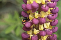 Plants, Outdoor, Flower, Bee on Lupin.