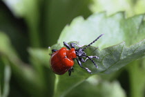 Insects, Beetle, Scarlet Lily Beetle, Beetle Lilloceris Lilii, Red coloured insect on green foliage.