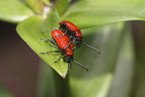Insects, Beetle, Scarlet Lily Beetle, Beetle Lilloceris Lilii, Red coloured insects mating on green foliage.