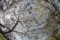 Plants, Trees, Fruit orchard in bloom.