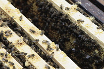 Beekeeping at Honey Bee Fayre, Yalding.
