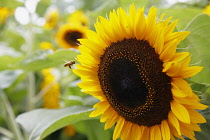 Plants, Flowers, Sunflower, Helianthus, Growing outdoor with insect landing.