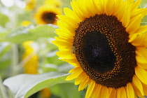 Plants, Flowers, Sunflower, Helianthus, Growing outdoor with insect.
