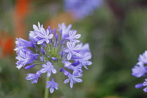 Plants, Flowers, Blue Agapanthus growing outdoor.