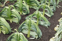 Plants, Vegetables, Leeks growing in rows.