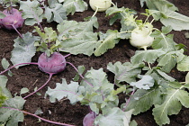 Plants, Vegetables, Purple Kohlrabi growing in an allotment.