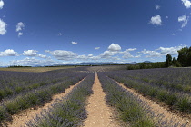 France, Alpes de Haute Provence 04, Valensole, Lavender fields near Valensole.