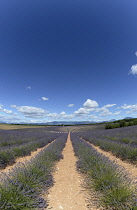 France, Alpes de Haute Provence 04, Valensole, Lavender fields near Valensole.
