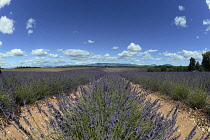 France, Alpes de Haute Provence 04, Valensole, Lavender fields near Valensole.