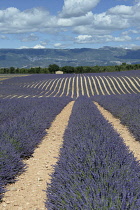 France, Alpes de Haute Provence 04, Valensole, Lavender fields near Roussilon.