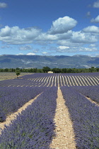 France, Alpes de Haute Provence 04, Valensole, Lavender fields near Valensole.