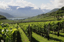Italy, Trentino Alto Adige, Strada del Vino, vineyard & lake Kaltern, Kaltern. Strada di Vino