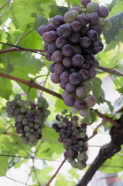 Italy, Trentino Alto Adige, Strada del Vino, grapes on the vine, Kaltern. Strada di Vino