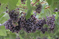 Italy, Trentino Alto Adige, Strada del Vino, grapes on the vine, Kaltern. Strada di Vino