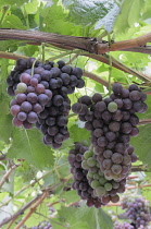 Italy, Trentino Alto Adige, Strada del Vino, grapes on the vine, Kaltern. Strada di Vino