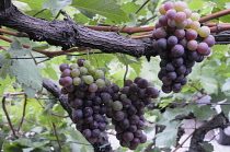 Italy, Trentino Alto Adige, Strada del Vino, grapes on the vine, Kaltern. Strada di Vino