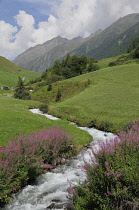 Italy, Trentino Alto Adige, Val di Planol, Punibach river running through valley.