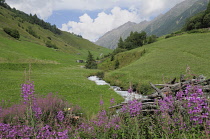 Italy, Trentino Alto Adige, Val di Planol, Punibach river running through valley.