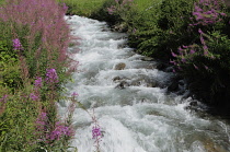 Italy, Trentino Alto Adige, Val di Planol, Punibach river running through valley.