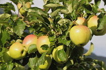 Italy, Trentino Alto Adige, Val Venosta, apple farm near Lasa.