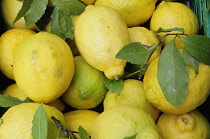 Italy, Lombardy, Lake Garda, Limone Rivera, lemons from Limone.