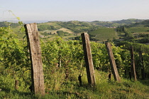 Italy, Piedmont, Monferrato region, vineyards & fields, San Damiano.
