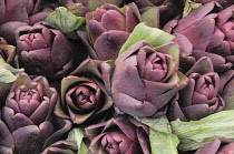 Italy, Veneto, Venice, artichoke, Rialto market.