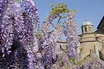 Italy, Lazio, Rome, Roman Forum, Foro Romano, Temple of Romulus with wysteria.