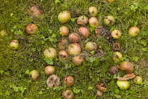 England, East Sussex, Mixture of Cox's Orange Pippin and Russet apples rotting on the ground. Farming