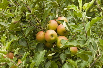 England, East Sussex, Cox's Orange Pippin apples growing on the tree. Farming