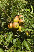 England, East Sussex, Cox's Orange Pippin apples growing on the tree. Farming