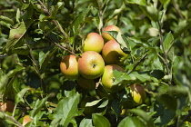 England, East Sussex, Cox's Orange Pippin apples growing on the tree. Farming