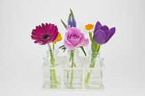 Studio shot of cut flowers in glass bottle. Plants