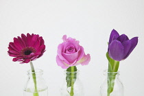 Studio shot of cut flowers in glass bottle. Plants