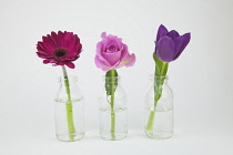 Studio shot of cut flowers in glass bottle. Plants