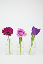 Studio shot of cut flowers in glass bottle. Plants