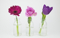 Studio shot of cut flowers in glass bottle. Plants