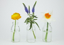 Studio shot of cut flowers in glass bottle. Plants