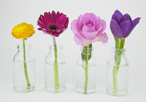 Studio shot of cut flowers in glass bottle. Plants