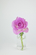 Studio shot of single cut pink rose in glass bottle. Flowers Plants