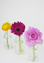 Studio shot of cut flowers in glass bottle. Plants