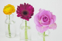 Studio shot of cut flowers in glass bottle. Plants