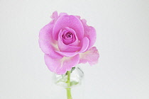 Studio shot of single cut pink rose in glass bottle. Flowers Plants