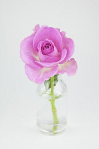 Studio shot of single cut pink rose in glass bottle. Flowers Plants