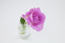 Studio shot of single cut pink rose in glass bottle. Flowers Plants