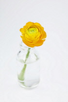 Studio shot of single cut yellow peony flower in glass bottle. Flowers Plants