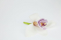 Studio shot of single cut Orchid flower. Flowers Plants