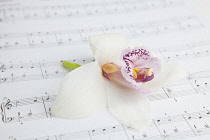 Studio shot of single cut Orchid flower on sheet music. Flowers Plants