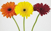 Studio shot of three Gerbera flowers. Plants